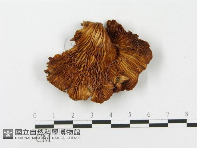 登錄號:F0015213藏品圖，第3張