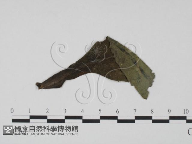 登錄號:F0019213藏品圖，第3張