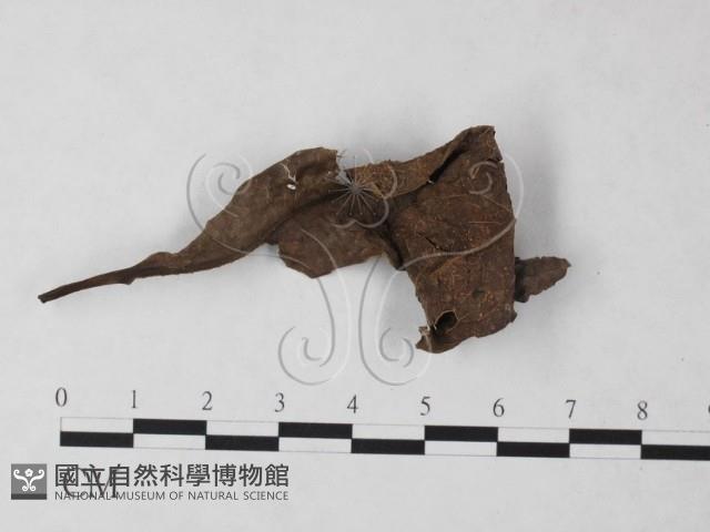 登錄號:F0023213藏品圖，第3張