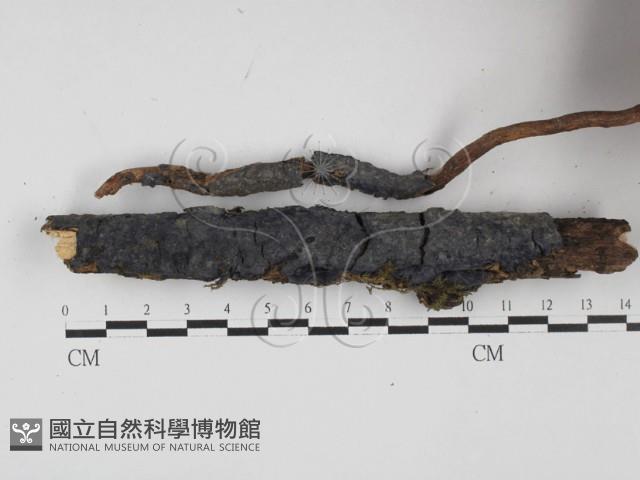 登錄號:F0003213藏品圖，第3張