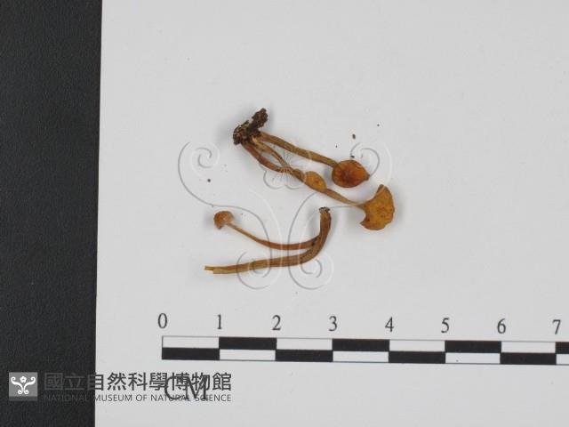 登錄號:F0013213藏品圖，第3張