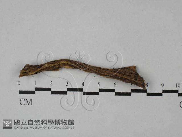 登錄號:F0028813藏品圖，第1張