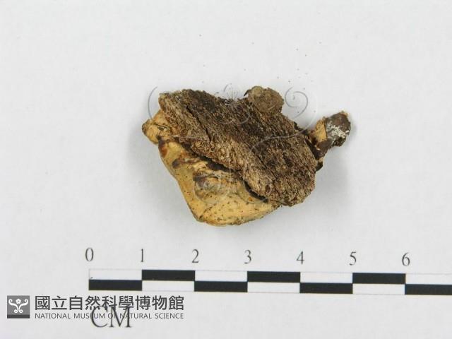 登錄號:F0010813藏品圖，第3張