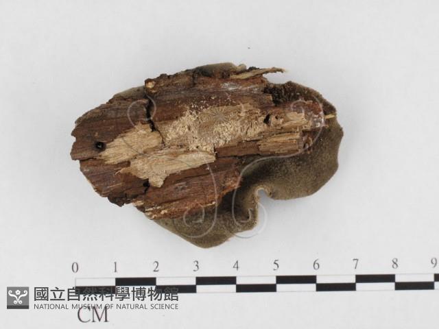 毛木耳藏品圖，第3張