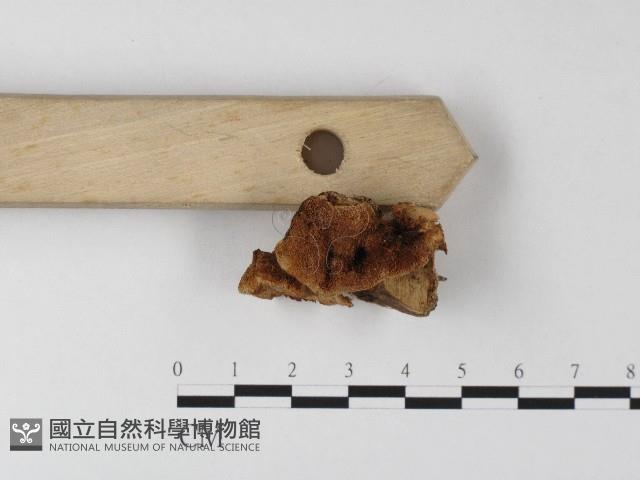 登錄號:F0006813藏品圖，第3張