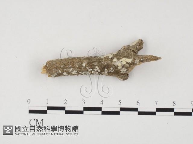 冇骨消絲齒菌藏品圖，第3張