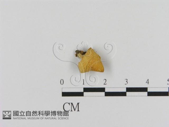 登錄號:F0001813藏品圖，第3張