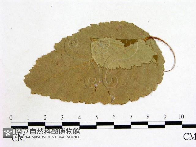 登錄號:F0011813藏品圖，第3張