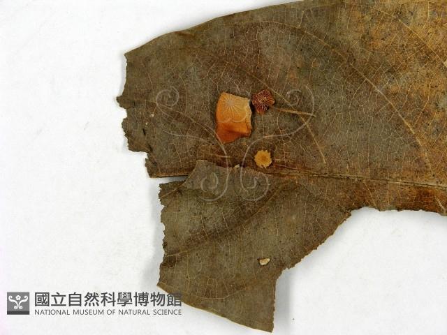 小皮傘屬藏品圖，第3張