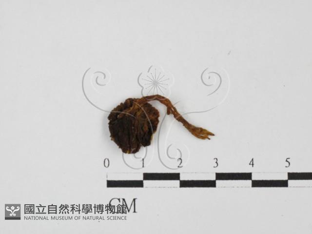 登錄號:F0027813藏品圖，第3張