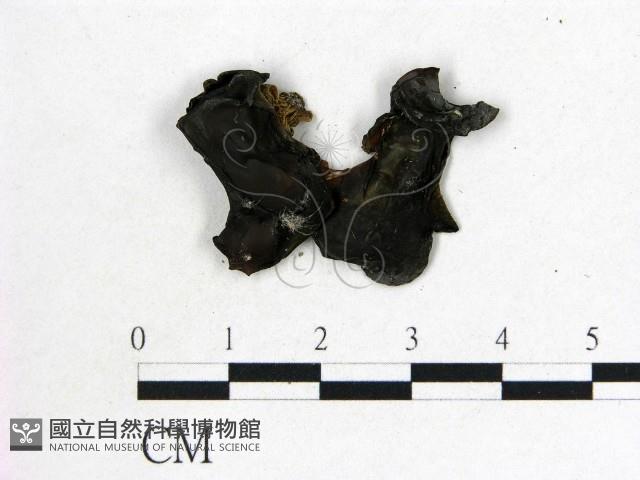 登錄號:F0007813藏品圖，第3張