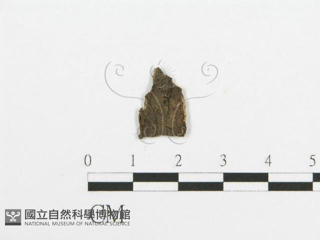登錄號:F0017813藏品圖，第3張