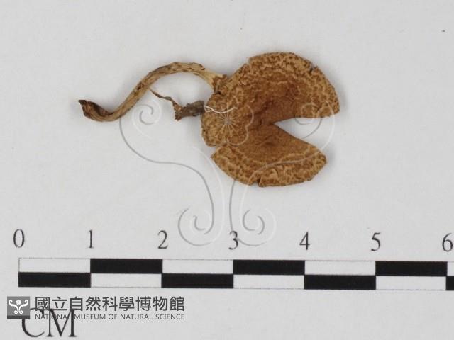 登錄號:F0025813藏品圖，第3張