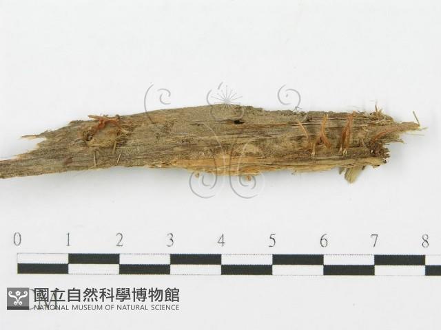 登錄號:F0015813藏品圖，第3張