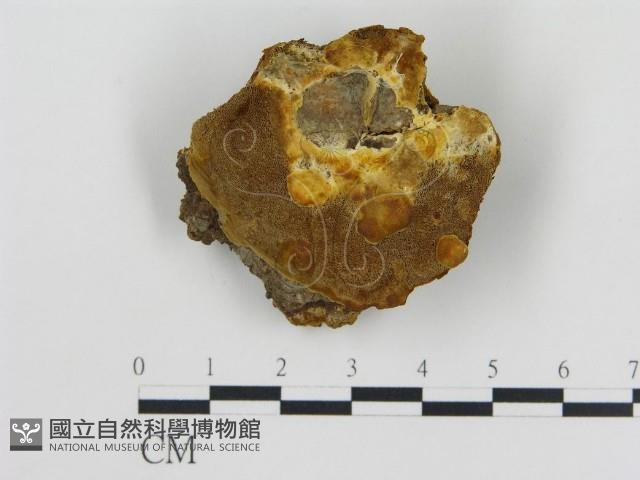 登錄號:F0019813藏品圖，第1張