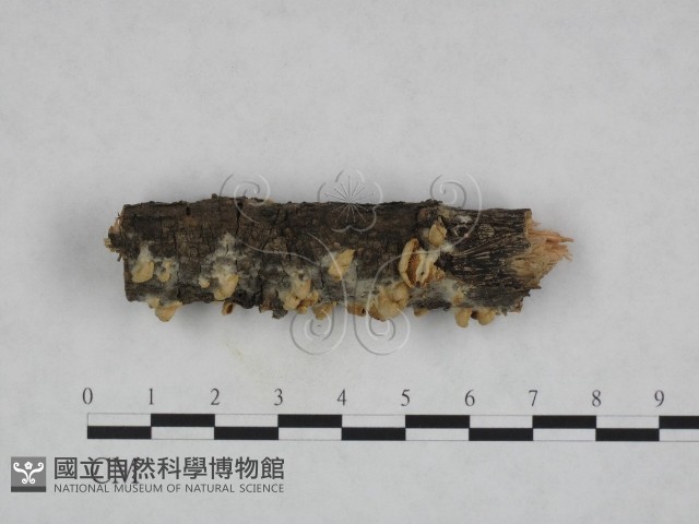 登錄號:F0023813藏品圖，第3張