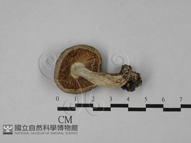 紅菇屬藏品圖，第3張