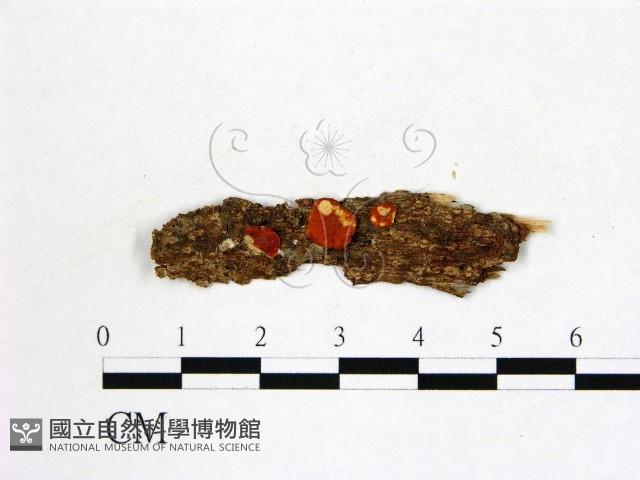 登錄號:F0008913藏品圖，第3張