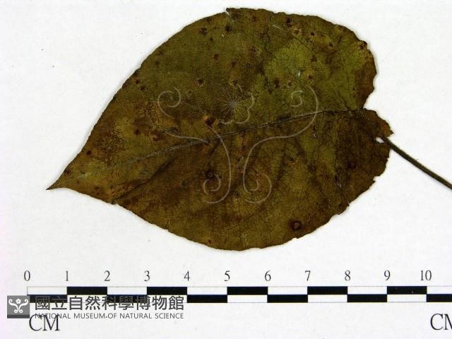 登錄號:F0018913藏品圖，第3張