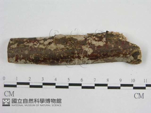 登錄號:F0000913藏品圖，第3張