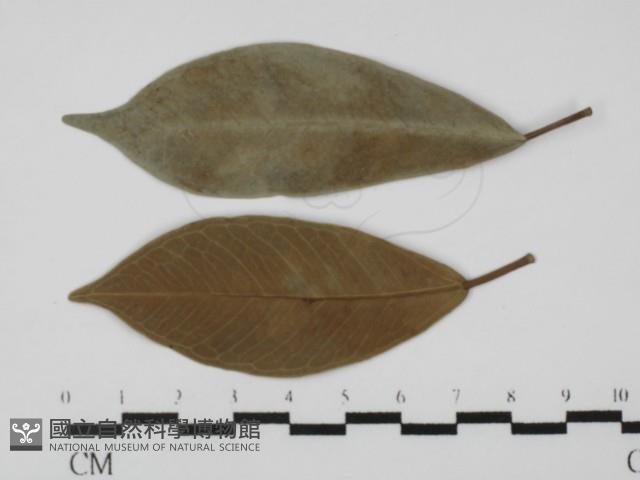 登錄號:F0026913藏品圖，第1張