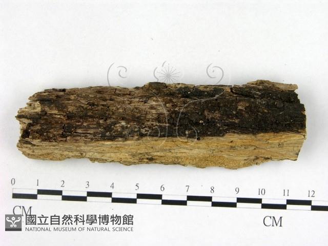 登錄號:F0016913藏品圖，第3張