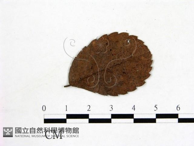 登錄號:F0001913藏品圖，第3張