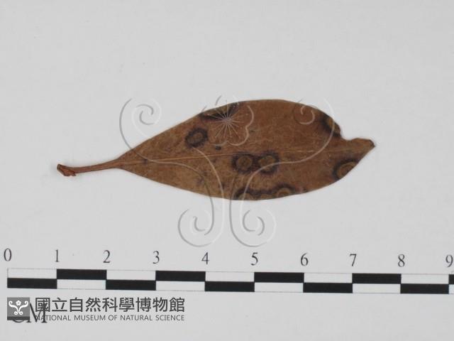 登錄號:F0011913藏品圖，第3張