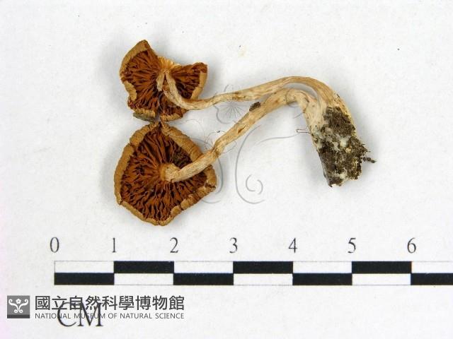 登錄號:F0004913藏品圖，第3張