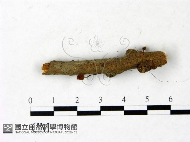 登錄號:F0022913藏品圖，第3張
