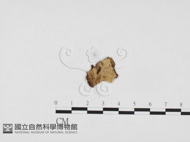 登錄號:F0012913藏品圖，第3張