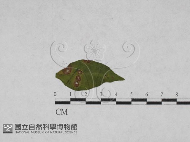 登錄號:F0027913藏品圖，第1張