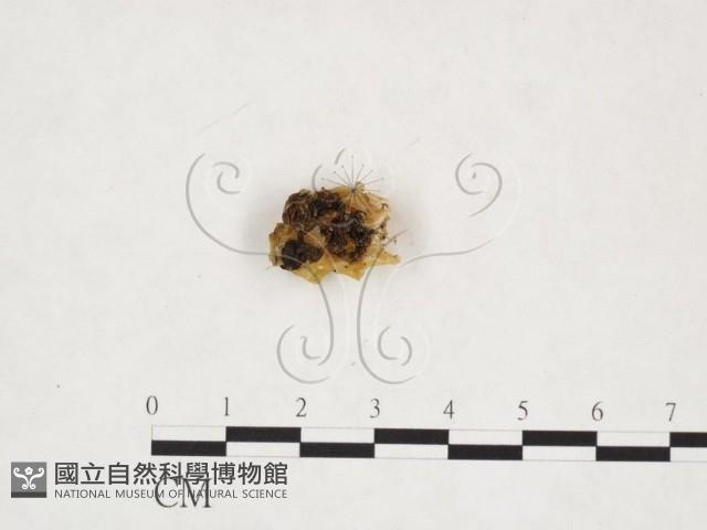 登錄號:F0025913藏品圖，第3張