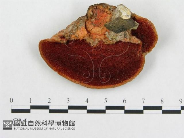登錄號:F0005913藏品圖，第1張