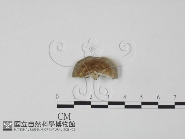登錄號:F0019913藏品圖，第3張