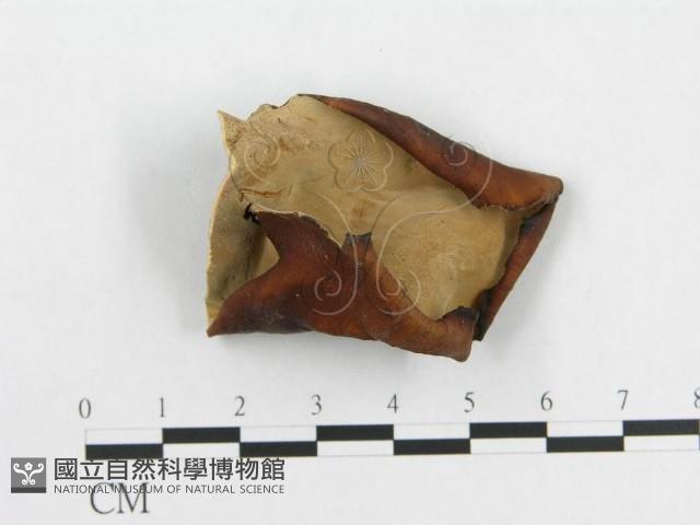 多孔菌屬藏品圖，第3張