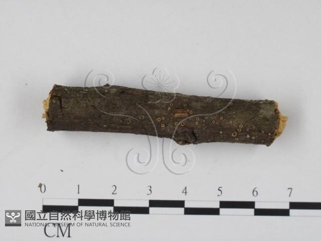 登錄號:F0013913藏品圖，第3張