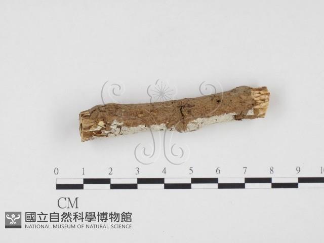 冇骨消絲齒菌藏品圖，第3張