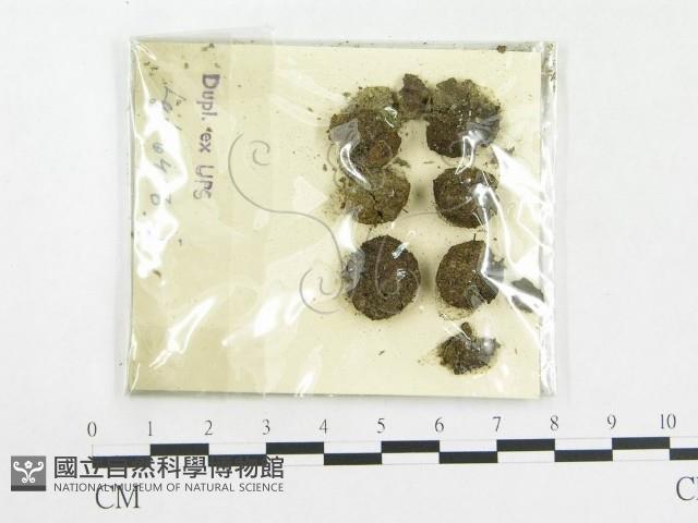 登錄號:F0010613藏品圖，第3張