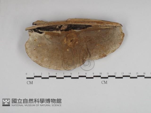 松生擬層孔菌藏品圖，第3張