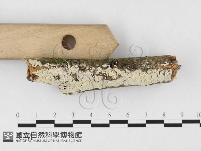 絲齒菌屬藏品圖，第3張
