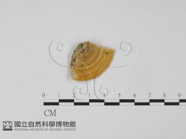 登錄號:F0006613藏品圖，第3張