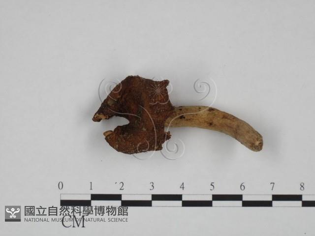 登錄號:F0024613藏品圖，第3張