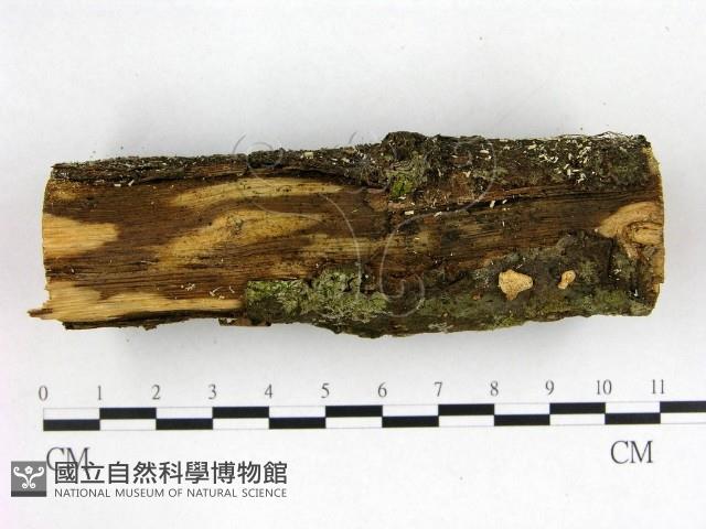 登錄號:F0022613藏品圖，第3張