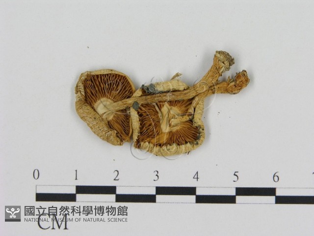 登錄號:F0007613藏品圖，第3張