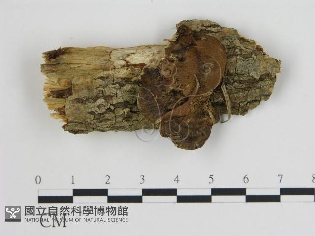 登錄號:F0017613藏品圖，第1張