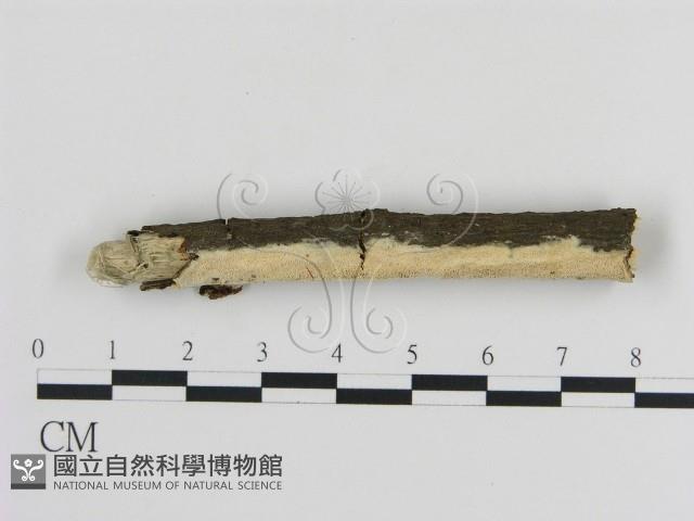登錄號:F0010413藏品圖，第3張