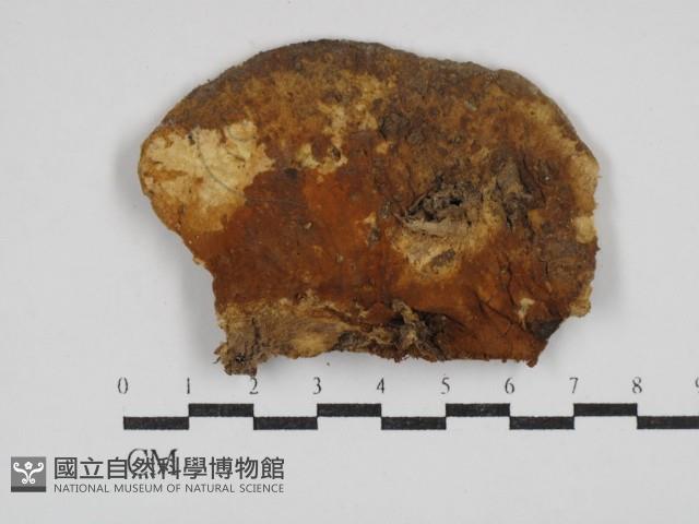 登錄號:F0030413藏品圖，第3張