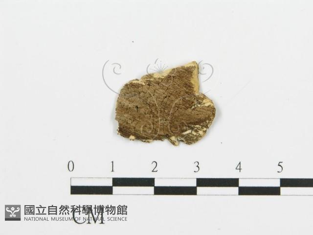 煙管菌藏品圖，第3張