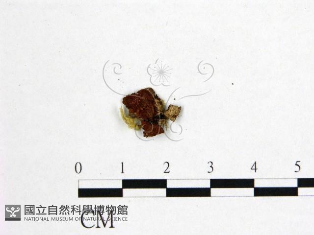 登錄號:F0016413藏品圖，第3張